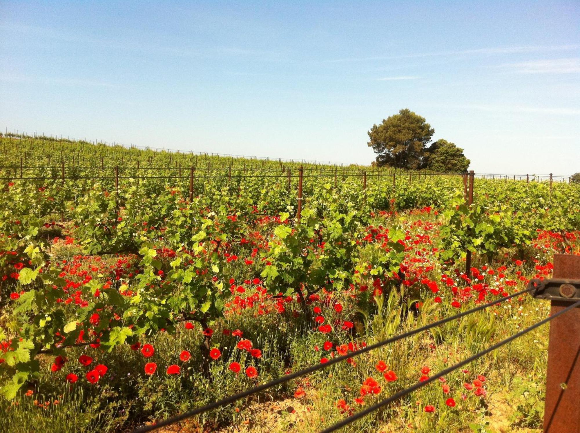 Maison De Margot Peyriac-Minervois Ngoại thất bức ảnh
